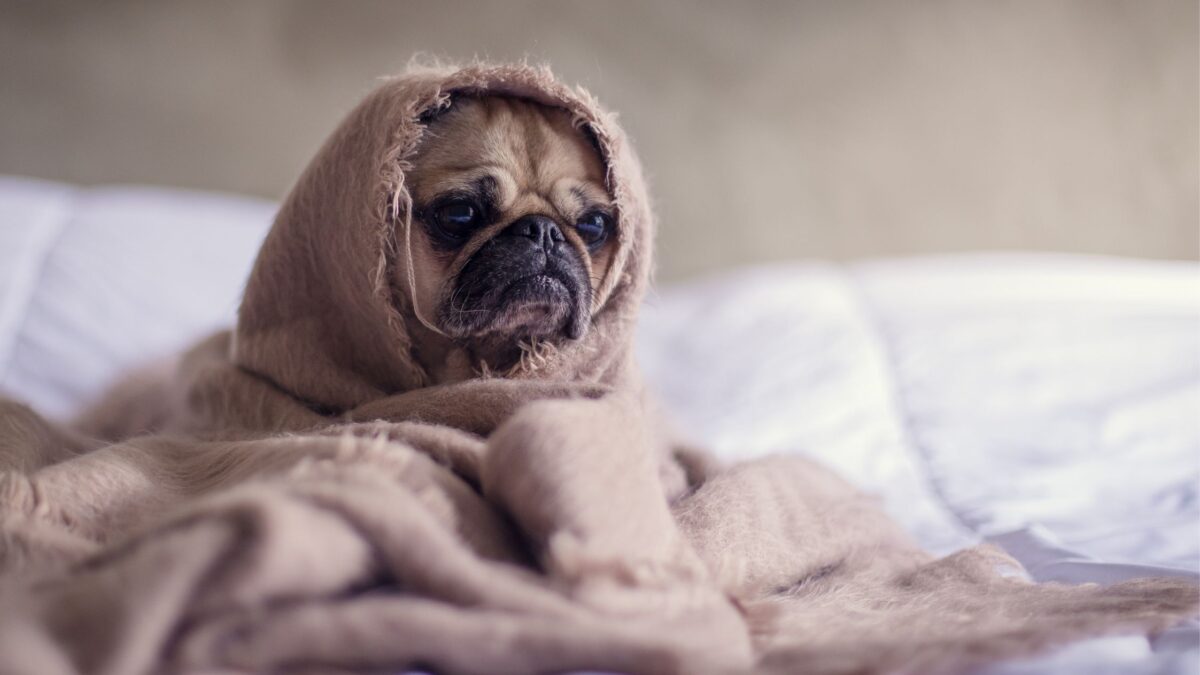 sonno