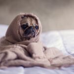 sonno