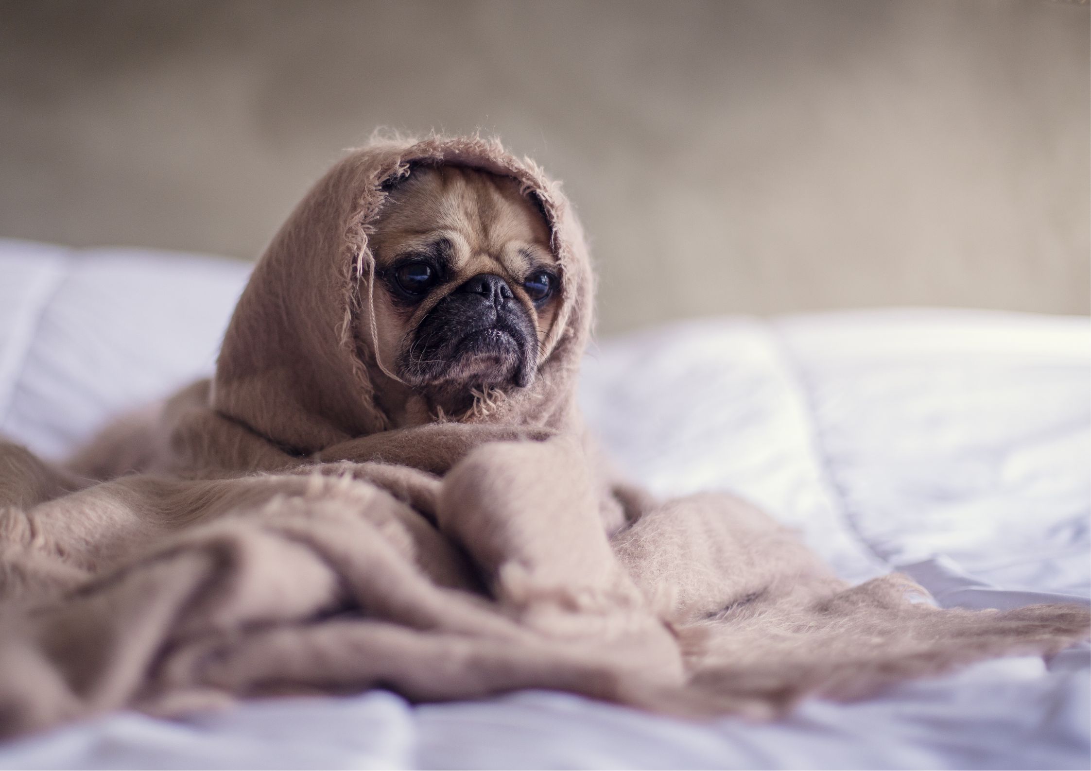 sonno
